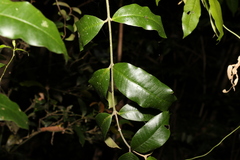Melodinus acutiflorus