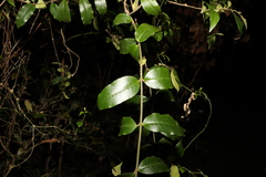 Melodinus acutiflorus