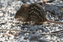 Lemniscomys striatus