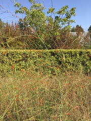 Asparagus officinalis