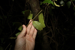 Melodinus acutiflorus