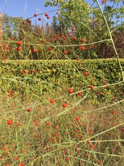 Asparagus officinalis