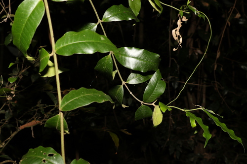 Image of Melodinus acutiflorus by (c) Greg Tasney, some rights reserved (CC BY-SA)