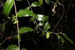 Melodinus acutiflorus