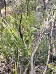 Pterostylis longifolia