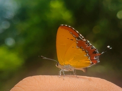 Heliophorus