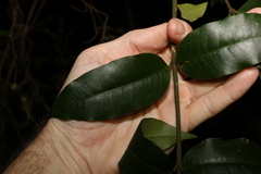 Melodinus acutiflorus