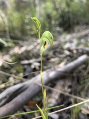 Pterostylis longifolia