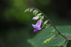 Asystasia dalzelliana