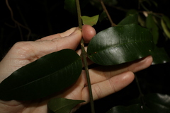Melodinus acutiflorus