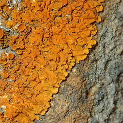 Xanthoria calcicola
