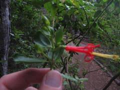 Tristerix corymbosus