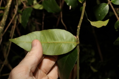 Melodinus acutiflorus