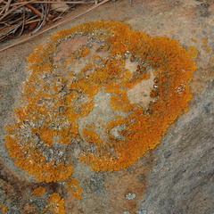 Xanthoria calcicola