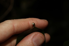 Melodinus acutiflorus