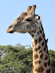 Giraffa camelopardalis