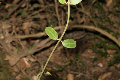 Melodinus acutiflorus