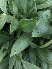 Coreopsis lanceolata
