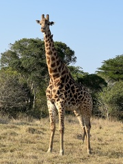 Giraffa camelopardalis