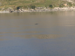 Balaenoptera acutorostrata