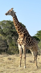 Giraffa camelopardalis