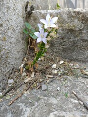 Campanula pyramidalis