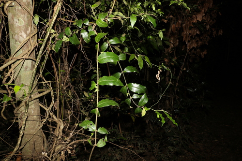 Image of Melodinus acutiflorus by (c) Greg Tasney, some rights reserved (CC BY-SA)