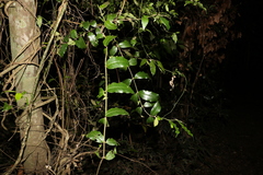 Melodinus acutiflorus