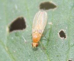 Chyromyidae