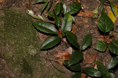 Tetrastigma nitens