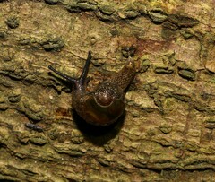 Helicarionoidea