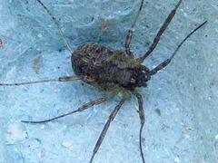 Oligolophinae