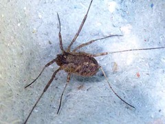 Oligolophinae