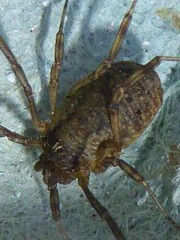 Oligolophinae
