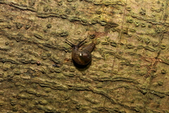 Helicarionoidea