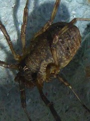 Oligolophinae