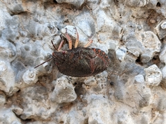 Solenosthedium bilunatum