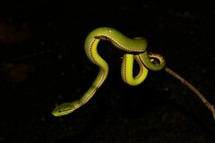 Trimeresurus popeiorum