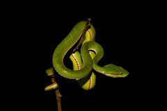 Trimeresurus popeiorum