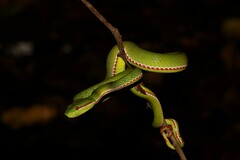 Trimeresurus popeiorum