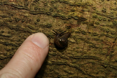 Helicarionoidea