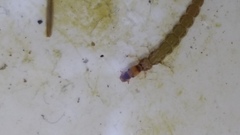 Trichoptera