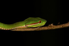 Trimeresurus popeiorum