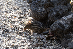 Lemniscomys striatus