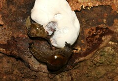 Helicarionoidea
