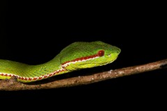 Trimeresurus popeiorum