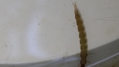 Trichoptera