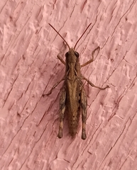 Chorthippus macrocerus