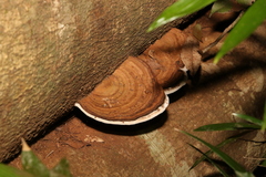 Ganoderma australe