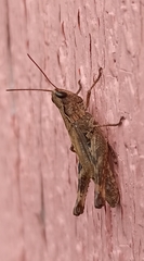 Chorthippus macrocerus